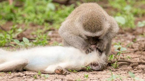 Monkey 'gives mouth-to-mouth' (Twitter)