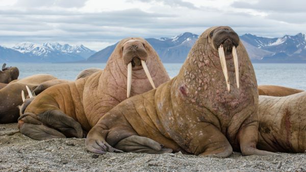 Walruses (Shutterstock)