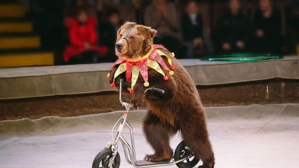 Circus bear on speech. (Shutterstock/ File Photo)