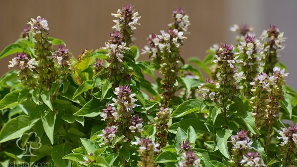 تُساعد هذه الوصفة على استعادة اللون الطبيعي للشعر والتخلص من الشيب