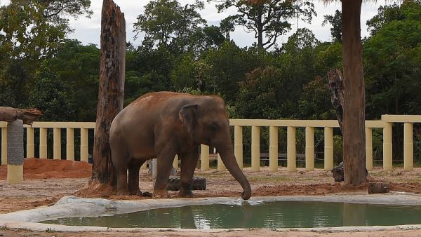 Newly arrived Asian elephant Kaavan drinks water in his new enclosure at the Kulen Prom Tep Wildlife Sanctuary in Cambodia's Oddar Meanchey province on December 1, 2020. TANG CHHIN Sothy / AFP
