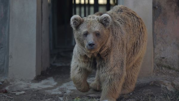 A Himalayan brown bear named 'Bubloo' is seen inside its enclosure prior to transport it to a sanctuary in Jordan, at the Marghazar Zoo in Islamabad on December 16, 2020. The only zoo in Pakistan's capital -- which drew international condemnation for its treatment of lonely elephant Kaavan -- closed on December 16 after its final occupants were relocated abroad. Farooq NAEEM / AFP