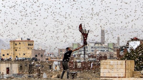 Locusts over Sana (AFP File Photo)