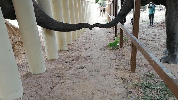 This is the moment Kaavan (left), dubbed the world's loneliest elephant after spending eight years in solo captivity at a zoo in Pakistan, met another member of his species. (AFP)