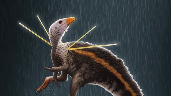 Dancing chicken-sized dinosaur (Twitter) Dancing chicken-sized dinosaur (Twitter)