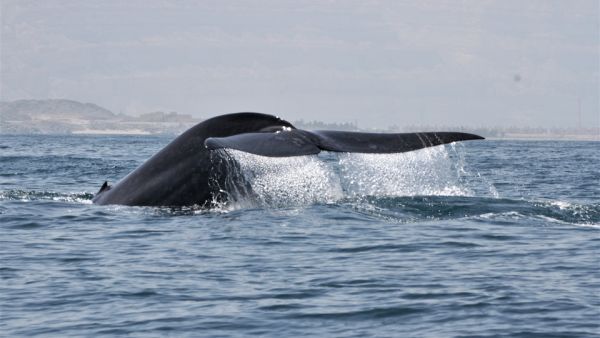 New Population of Blue Whales discovered in the Western Indian Ocean