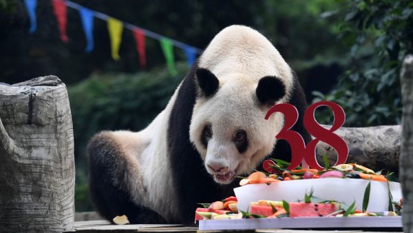 Xin Xing died at 1.25pm on December 8, the Chongqing Zoo said in a statement. It added that a post-mortem examination showed that the elderly panda had died of multiple organ failure. (AFP/File)