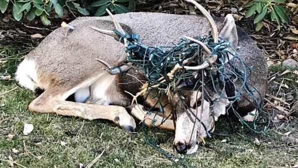 Wildlife officials in Colorado came to the assistance of a deer found with its antlers and face tangled in a large string of holiday lights. (Twitter)