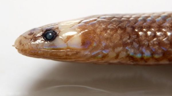 Levitonius mirus, also known as the Waray dwarf burrowing snake (Twitter)