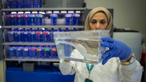 الدكتورة سحر دعاس، مديرة المختبر في قسم الجينوم الوظيفي لأسماك الزرد في سدرة للطب سدرة للطب يستخدم الأسماك لتشخيص الأمراض البشرية