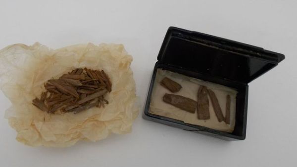 The surprising find was discovered in the University of Aberdeen's museum collections after it was thought lost for more than a century (Twitter)