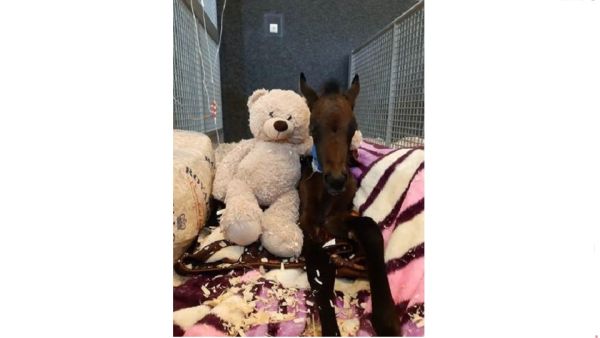 الشغف بالخيل هو كلّ ما يلزم الطلاب للتطوّع بالمركز الطبي البيطري للخيل في مؤسسة قطر