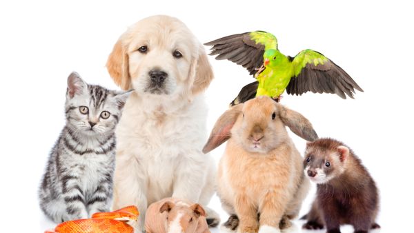 (Shutterstock/ File Photo)