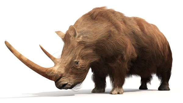 An illustration of the extinct Woolly Rhinoceros  (Shutterstock)	