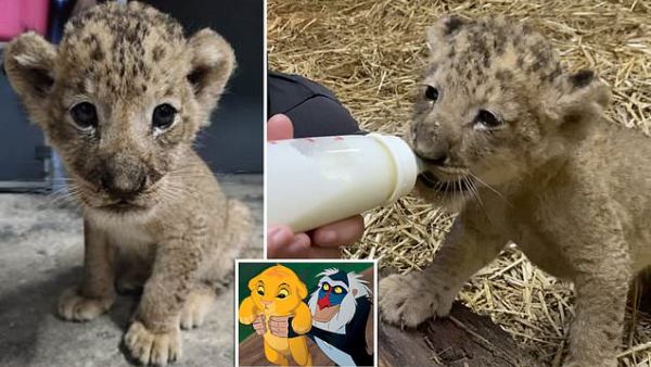 سيمبا ابن موفاسا