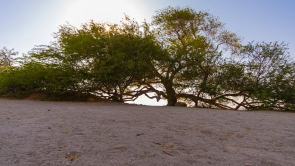 شجرة الحياة في البحرين