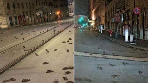 Some people described the grim discovery as an omen for 2021. (Twitter)