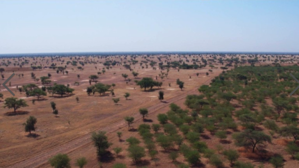 A rush for the 2030 target could leave the majority of planned trees dead after less than half a decade /AFP