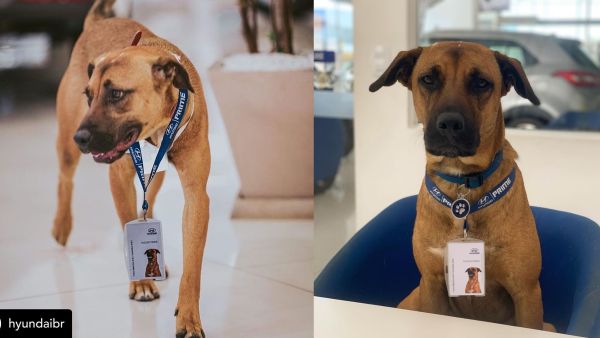 Hyundai dealership in Brazil has adopted and given a stray dog a new job title. (Instagram)