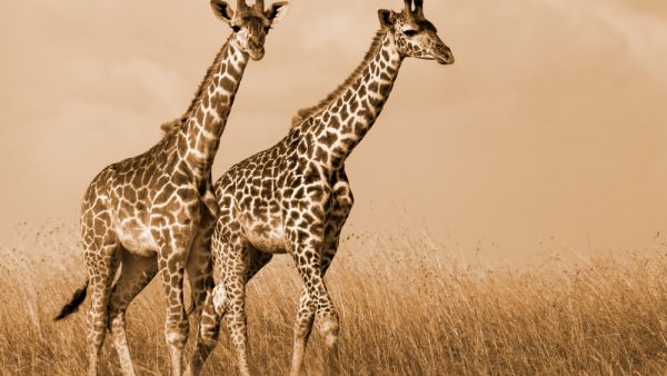 Shutterstock Shutterstock