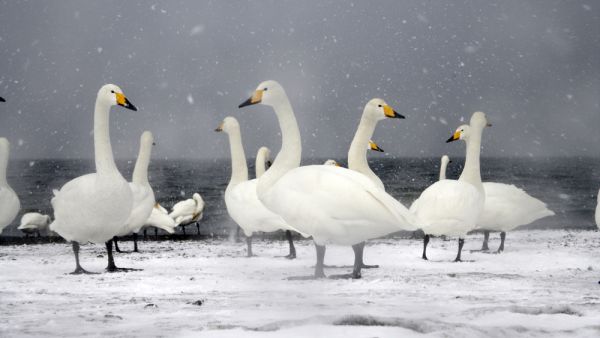 Whooper swan  (Shutterstock)	