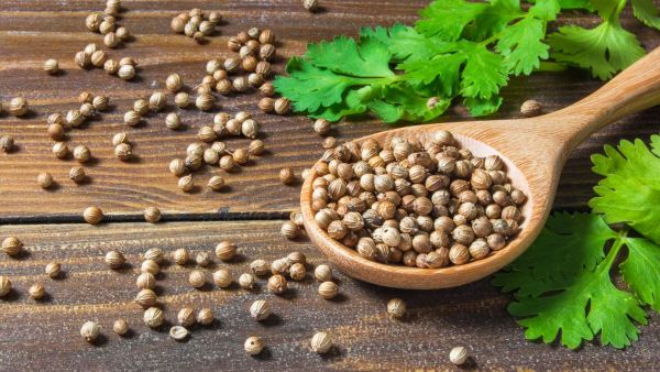 تعمل الكزبرة على خفض ضغط الدم حيث تخفف من توتر الأوعية الدموية