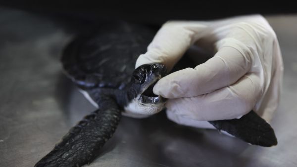 A worker at the Israeli Sea Turtle Rescue Center cleans a sea turtle at their center in the Israeli coastal moshav of Mikhmoret, north of Tel Aviv on February 21, 2021, after powerful winds and unusually high waves pummelled Israel's entire Mediterranean coastline earlier in the week, with tonnes of tar staining beaches from Rosh Hanikra, just south of Lebanon, to Ashkelon just north of Gaza. The environmental protection ministry vowed to locate the source of the pollution, saying it was on a rare scale and