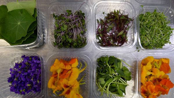Boxes of edible leafs and flowers are pictured in Tunisian chef Bassem Bizid’s kitchen to be used to prepare dishes at a luxury hotel in Gammarth, an upscale northern suburb of the capital Tunis. (AFP)