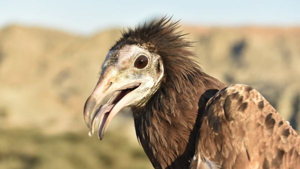 Disney Conservation Fund Helps Environment Society of Oman Support Endangered Vultures and the Habitats They Need To Thrive