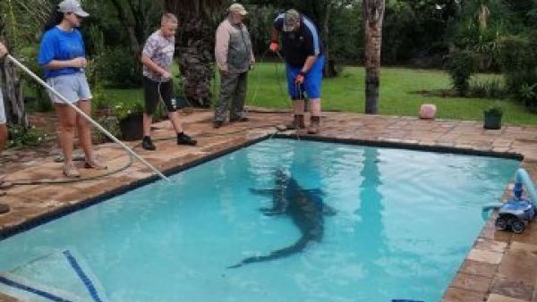 Couple wake up to find crocodile lurking at the bottom of their swimming pool in South Africa. (Twitter)