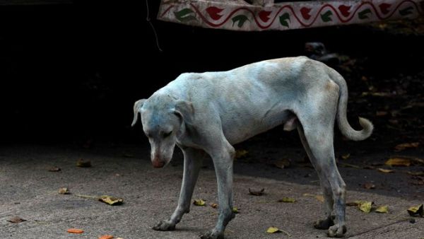 Dogs with bright blue fur photographed recently near Dzerzhinsk, Russia (Twitter)