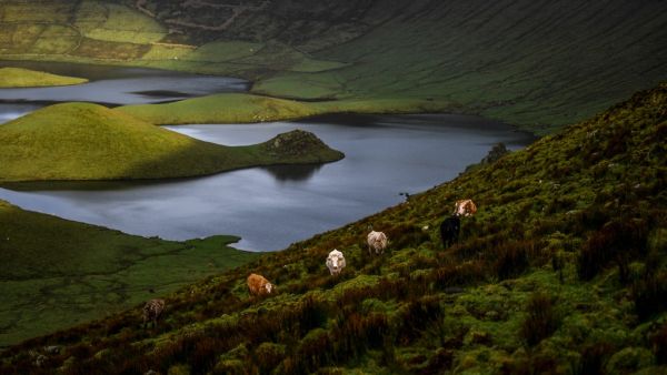 Cows graze in the Caldeirao crater on the Azores archipielago's island of Corvo