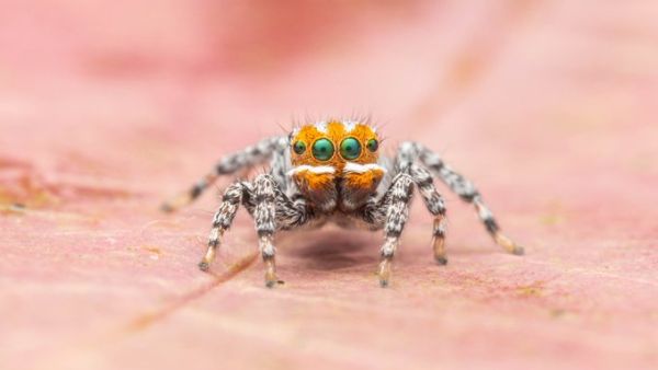 The Peacock spider!
