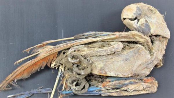 mummified parrots 