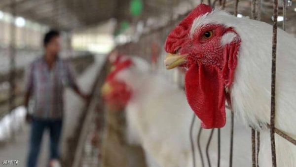 ذبح الدواجن