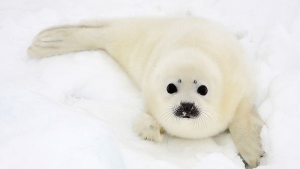 Baby harp seal pup on ice of the White Sea