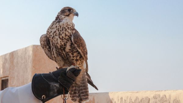 (Shutterstock/ File Photo)