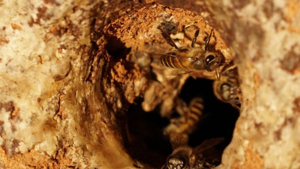 A Turkish company set a Guinness World Record for the world's most expensive honey