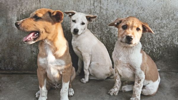 Istanbul through the eyes of stray dogs