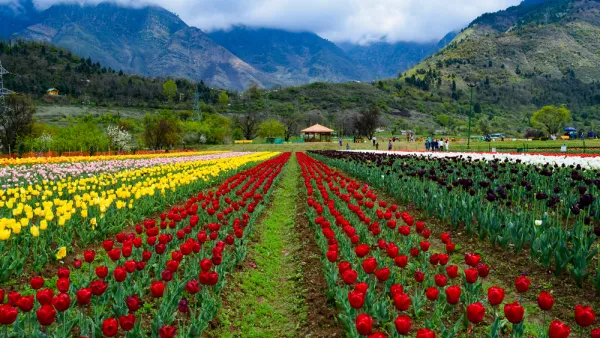 Asia’s largest tulip garden is now open to the public.