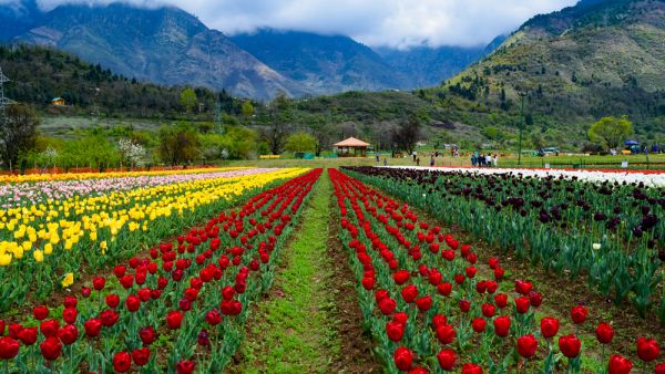 Asia’s largest tulip garden is now open to the public.