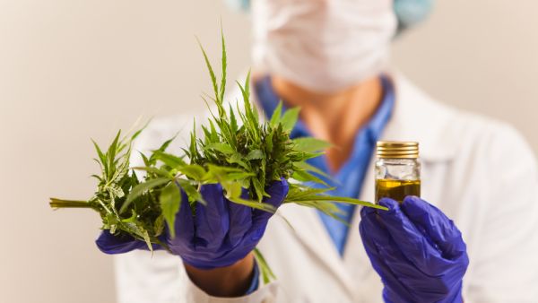 Cannabis maybe legalized in Morocco 