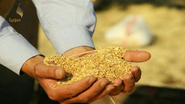 قمح سوري 