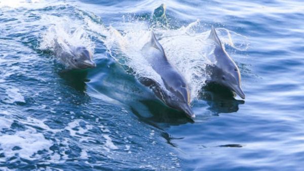 US $1.5 million annual commitment will support conservation projects for endangered flora and fauna Mubadala Partners With Mohamed Bin Zayed Species Conservation Fund To Protect Endangered Species Around The World