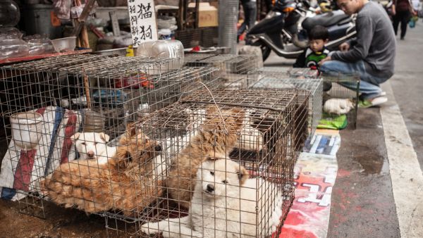  dogs for sale
