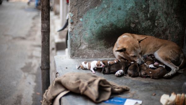 A street dog feeding her new born puppies