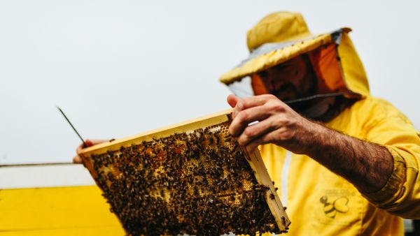 Looking on a honeycomb frame