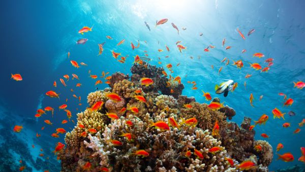 Climatic change forcing marine life to relocate to cooler waters 