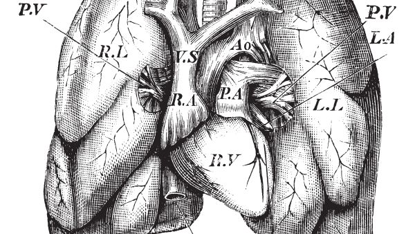 Human Heart and Lungs