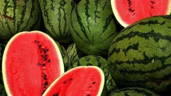 لون البطيخة السليمة يتراوح بين القاتم والفاتح، كما أن سطحها لامع